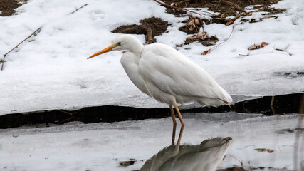 great blue heron