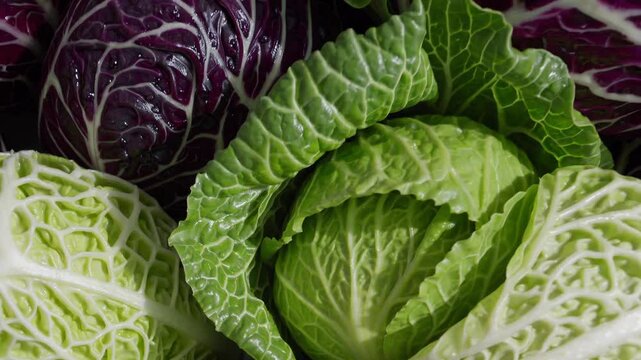 Fresh savoy cabbages and red cabbages create a vibrant and textured display, showcasing the variety and abundance of produce available in a market setting