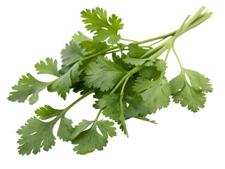 parsley isolated on white