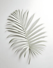 Obraz premium Palm leaves on a soft white background