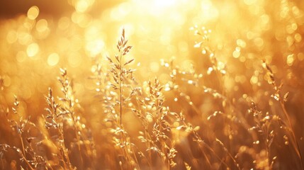 Fototapeta premium Golden Grass Field at Sunset with Bokeh Lighting