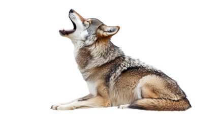 A beautiful timber wolf is lying down and howling with its head tilted upward.