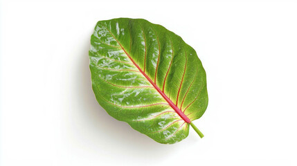 Obraz premium Realistic prayer plant leaf on white background for nature design and decoration