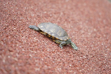 The Red-Eared Slider is a semi-aquatic turtle known for its red-striped head. Native to the U.S.,...