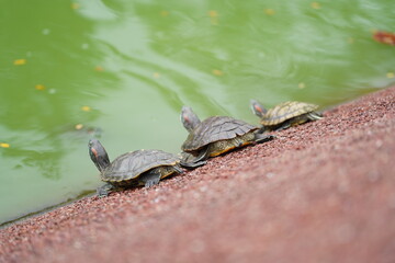 The Red-Eared Slider is one of the most popular pet turtles in the world. It is a semi-aquatic...
