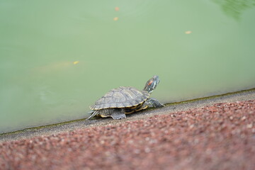 The Red-Eared Slider is a semi-aquatic turtle known for its red-striped head. Native to the U.S., it&rsquo;s now an invasive species in many regions.