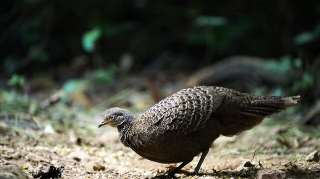 Grey Peacock Pheasant  (Polyplectron bicalcaratum ) bird watching in the forest.