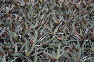 The Oyster Plant, also known as Moses-in-the-Cradle or Boat Lily, is a tropical evergreen plant...