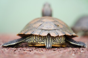 The Red-Eared Slider is one of the most popular pet turtles in the world. It is a semi-aquatic...