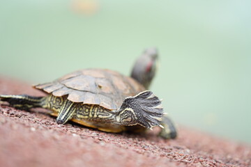 The Red-Eared Slider is one of the most popular pet turtles in the world. It is a semi-aquatic...