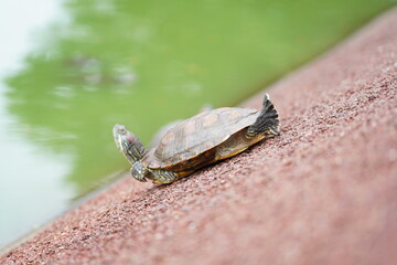 The Red-Eared Slider is one of the most popular pet turtles in the world. It is a semi-aquatic species native to the southern United States but has become an invasive species in many other regions  