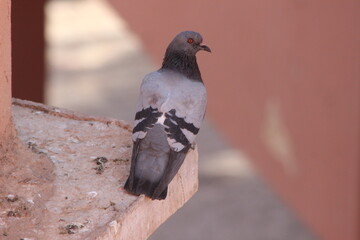 A close-up shot of a rock pigeon or rock dove