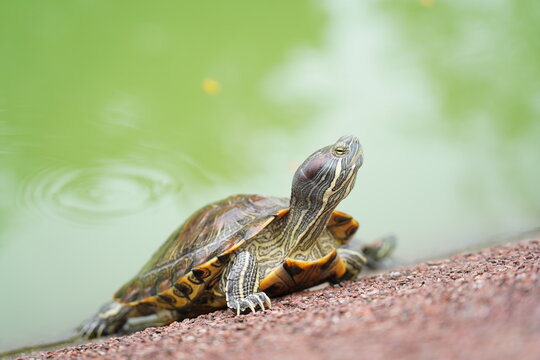The Red-Eared Slider is a semi-aquatic turtle known for its red-striped head. Native to the U.S., it&rsquo;s now an invasive species in many regions.