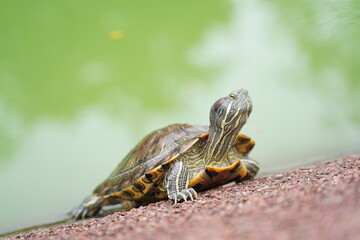 The Red-Eared Slider is one of the most popular pet turtles in the world. It is a semi-aquatic...