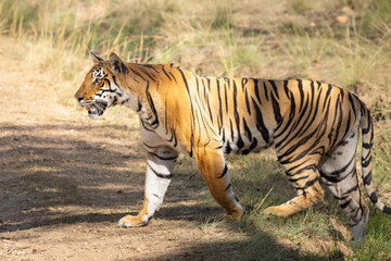 The royal Bengal Tiger