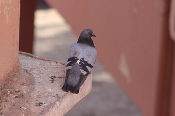 Fototapeta premium A close-up shot of a rock pigeon or rock dove
