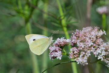 Küçük Beyazmelek » Pieris rapae » Small White
