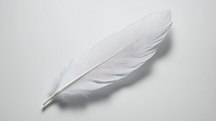 Obraz premium A Delicate White Feather Lying on a Smooth White Surface