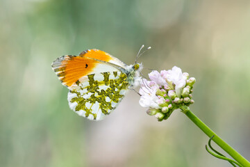 Turuncu Süslü » Anthocharis cardamines » Orange-tip