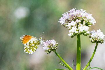 Turuncu Süslü » Anthocharis cardamines » Orange-tip
