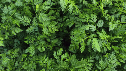 Fototapeta premium Wild parsley plant or parsnip green leaves texture. Fresh herb sprouts close up. Natural vegetation background, eco and environment concept