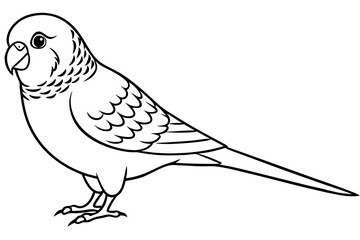 budgerigar budgie line art silhouette vector illustration
