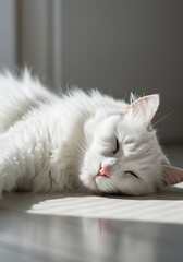Tranquil White Longhaired Cat Sleeping Contentedly in Soft Light