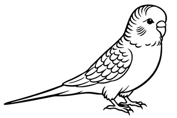 budgerigar budgie line art silhouette vector illustration
