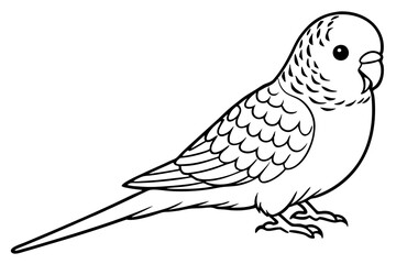 budgerigar budgie line art silhouette vector illustration
