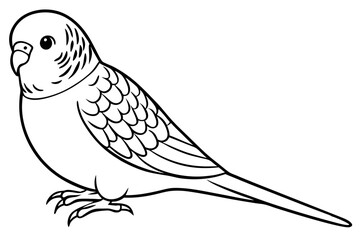 budgerigar budgie line art silhouette vector illustration
