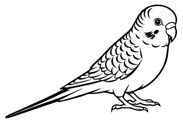 budgerigar budgie line art silhouette vector illustration