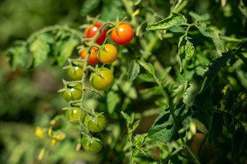 Cherry tomatoes growing on branch, ripe red and unripe green on a sunny day, lots of leaves on the bush