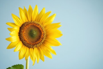 Obraz premium A beautiful blooming sunflower is displayed against a light blue background