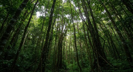Fototapeta premium Lush Green Forest Canopy with Sunlight Filtering Through Trees