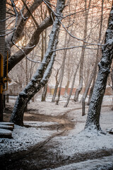 a dirt path through trees and covered in snow against the bright dawn sky
