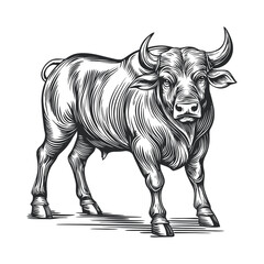 Detailed Woodcut Illustration of a Strong Bull Standing Proudly