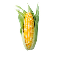 Obraz premium A Fresh Ear of Corn with Vibrant Yellow Kernels and Green Husks Captures the Essence of Summer