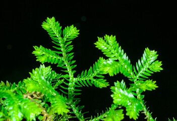 Selaginella kraussiana, twig of plant with small leaves in botanical collection