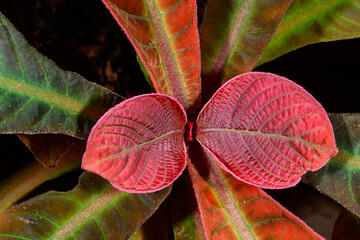 Hoffmannia refulgens, red young leaves on a tropical plant in a botanical collection