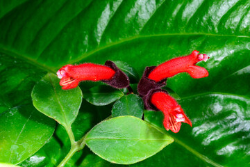 Lipstick plant Aeschynanthus pulcher, Beautiful tubular red flowers of a tropical ornamental plant in a botanical collection