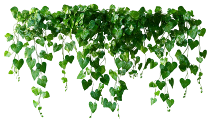 The image showcases a dense collection of green ivy leaves cascading down, exhibiting a lush and vibrant natural display.