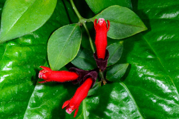 Lipstick plant Aeschynanthus pulcher, Beautiful tubular red flowers of a tropical ornamental plant in a botanical collection