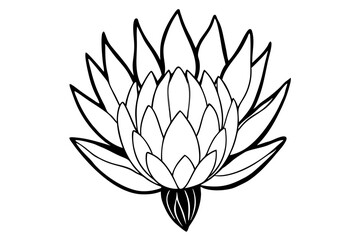 king protea flower line art silhouette vector illustration