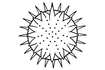 Obraz premium sea urchin line art silhouette vector illustration