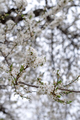 Obraz premium close up blossoming pear in spring in the yard, small white flowers, vertically