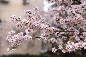 Fototapeta premium close up large pink almond flowers in spring in a city