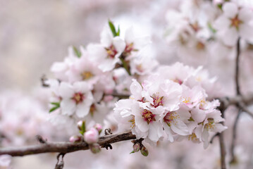 close up large pink almond flowers in spring, copy space