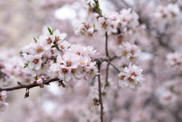 close up large pink almond flowers in spring, copy space