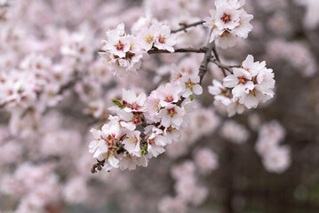 close up large pink almond flowers in spring, copy space