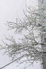 Cherry blossom tree in spring on the background of a light wall, vertically